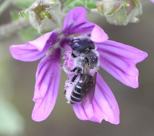 Réf. 260 149 : Hoplitis cristatula